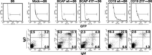 Figure 4. BCAP and CD19 regulate mature B-cell generation in vivo through their YXXM motifs. Lineage marker–negative bone marrow progenitor cells were cultured and infected with retrovirus vectors carrying BCAP, CD19, and their mutants. Mock transfectant was also prepared using retrovirus vector without cDNA. Infected cells were injected to irradiated C57BL/6 mice. Splenocytes were prepared from the mice after 2 months of injection and stained with anti-IgM and -IgD mAb followed by flow cytometric analysis. Top panels represent expression of GFP in splenocytes. Lines in fluorescence-activated cell sorting (FACS) profiles represent gates settled for discriminating donor-derived cells that are successfully infected retrovirus vectors. Bottom panels represent profiles for IgM and IgD expression on GFP-positive gated cells. The percentage of cells in each quadrant is indicated in panels. Averages of absolute numbers of IgMloIgD+ mature B cells per spleens (± SD) in 3 mice are as follows: 3.0 × 105 ± 0.8 × 105 (BCAP wt→B6), 0.56 × 105 ± 0.19 × 105 (BCAP 4YF →B6), 6.2 × 105 ± 2.6 × 105 (CD19 wt →B6), and 0.33 × 105 ± 0.10 × 105 (CD19 2YF→B6).