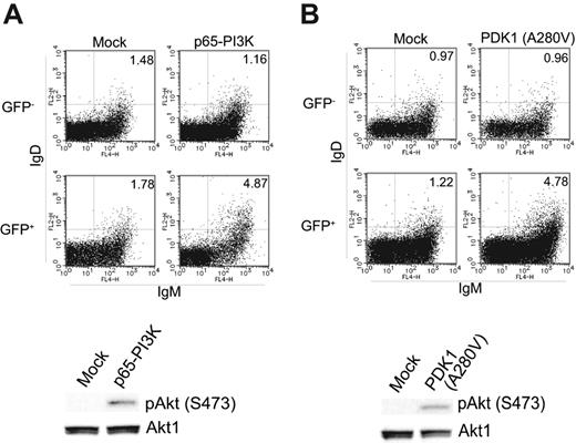 Figure 5. Enhancement of PI3K-PDK1 signaling partially restores in vitro differentiation potential of BCAP−/−CD19−/− B cells. Bone marrow B cells from BCAP−/−CD19−/− mice were infected with retrovirus vectors carrying cDNA encoding p65-PI3K (A) or PDK1 (A280V) (B). As a control, a retrovirus vector without cDNA was also infected (mock). Cells were cultured and assayed as in Figure 3A. The percentage of IgM+IgD+ cells is indicated in each panel.