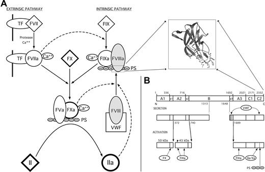 Figure 1. Factor VIII and the coagulation cascade. (A) The blood coagulation cascade consists of 2 pathways (extrinsic and intrinsic) that are initiated by the exposure of tissue factor (TF) or phosphatidylserine groups (PS) of activated platelet membranes to circulating protein factors, respectively. fVIII is a plasma glycoprotein that acts as an initiator and regulator of the intrinsic pathway. Upon proteolytic activation by either fXa or thrombin, fVIIIa dissociates from VWF, associates with the fIXa serine protease, and directs the localization of the resulting complex to the membrane surface of activated platelets via an interaction with its C-terminal C2 domain (structure in inset). The membrane-bound complex between fVIIIa and fIXa complex functions to proteolytically activate fX, which then activates thrombin (fII). (B) Domain structure of fVIII. fVIII is synthesized as a single polypeptide chain of 2332 residues. Based on sequence homology, fVIII has the domain structure A1-A2-B-A3-C1-C2. Linker regions between domains are denoted with lowercase letters (“a1,” etc). The location of domain boundaries and primary sites of proteolytic processing during secretion and activation are denoted by residue numbers. The circulating fVIII heterodimer is associated with VWF primarily through interactions with the “a3” acidic region at the light chain N-terminus and with the C2 domain. Various proteases interact with the activated heterotrimer at positions denoted at the bottom panel. Membrane association is primarily accomplished through the C2 domain; its deletion completely abrogates binding of fVIII to platelet surfaces.