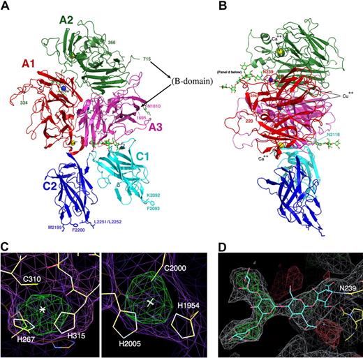 Figure 2. The structure of the B domain deleted fVIII heterodimer. (A,B) The fVIII domains are individually labeled and colored. The C-terminal end of the heavy chain and the N-terminal end of the light chain are indicated with residue numbers (715 and 1695). Residues 1563 to 1694 (the N-terminal 80 residues of the light chain) are present in the construct but are poorly ordered. The N- and C-termini of 2 additional disordered regions are also indicated with residue numbers: residues 220 and 228 that flank a surface loop in the A1 domain (right panel) and residues 334 and 366 that flank the linker region between the A1 and A2 domains (left panel). Shown are 2 bound calcium ions, 2 bound copper ions, and 3 well-ordered and visible N-linked oligosaccharide structures. Shown and labeled for reference are 4 residues on the C2 domain that are thought to be involved in membrane binding and a similarly positioned pair of residues on the C1 domain. (C) Anomalous difference peaks at the sites of bound copper ions buried in the A1 and A3 domains (contoured at 5σ; both are approximately 9σ peak height overall). The residues involved in metal binding at this site are conserved in the analogous copper-binding site in ceruloplasmin, but are diverged from fV. (D) Difference density for 1 of 3 N-linked oligosaccharide structures, which modifies Asn239 in the A1 domain. The density is readily apparent for the entire pentameric polysacharide mannose core of an N-linked sugar, and represents unbiased density prior to any modeling of the covalent modification.