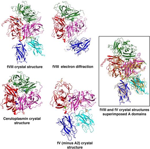 Figure 3. Comparisons of fV and fVIII structures. The relative domain orientations of r-fVIII with a previously reported model generated from electron diffraction studies, and with 2.8-Å resoloution crystal structures of ceruloplasmin and of an inactive (A2-deleted) fV construct are shown. The structures are all oriented similarly with respect to the A domains. Metals ions modeled in the various structures as calcium and copper are indicated as yellow and blue spheres, respectively. The docked orientations of the C domains of r-fVIII, and their interactions with each other and with the A3 domain of the light chain, are both rotated by approximately 90° with respect to the electron diffraction model, but in excellent agreement with their homologous domains in fV. The box shows superposition of full-length fVIII (colored by domains) versus inactive (A2-deleted) fV (shown in orange). The RMSD for aligned α-carbons is approximately 2 Å.