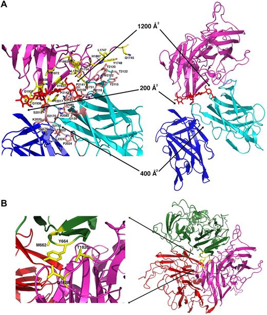 Figure 4. Interface dimensions and packing in the r-fVIII molecule. (A) The light chain and packing of the C domains. The C1 domain (cyan ribbon and pink side chains) is engaged in an extensive docked interaction against the A3 domain (light magenta ribbon and yellow side chains) that involves multiple aromatic, aliphatic, and hydrophilic side chains, several of which are sites of missense mutations associated with protein dysfunction and hemophilia A. An N-linked glycosyl modification (red) is also involved in the C1-A3 interface. In contrast, the C2 domain (blue ribbon and side chains) is loosely tethered to the r-fVIII molecule, displaying small, entirely hydrophilic interfaces with the A3 and C1 domains. Interestingly, a number of residues in these interfaces are also associated with hemophilia. (B) Packing of the trimer of A domains and close up of the packing of the A2 domain (green) against the A3 domain, with residues that have been previously mutated to create engineered disulfide cross-links indicated. These residues are located on 2 adjacent loops in the A domains, which appear to display sufficient flexibility to permit covalent disulfide formation while maintaining r-fVIII activity in vivo.