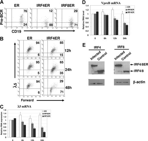 Figure 1. IRF4,8 suppress SLC expression and down-regulate pre-BCR in pre-B cells. IRF4,8−/− pre-B cells were isolated from the bone marrow of IRF4,8−/− mice and were cultivated in Opti-MEM medium containing 5 ng/mL IL-7. The cells were infected with virus expressing ER, IRF4ER, or IRF8ER. After 24 hours, tamoxifen (1 μm) was added, and the cells were analyzed at different time points as indicated. (A) The cells were analyzed by FACS 48 hours after tamoxifen addition. The expression of pre-BCR was analyzed in cells expressing a high level of GPF (GFPhi). The numbers in the quadrants represent percentages of gated cells. (B) Time-course study was conducted after tamoxifen treatment to analyze λ5 expression in ER- and IRF4ER-infected cells. The λ5 expression in gated (GFPhi) cells was analyzed by FACS. The numbers in the quadrants represent percentages of gated cells. (C,D) Real-time PCR analysis on expression of λ5 and Vpre-B mRNA. The infected cells (GFPhi) were isolated via sorting at different time points after tamoxifen treatment, and total RNA was isolated for PCR analysis. The value of ER-infected cells at 0 hours was arbitrarily set as 1. Each primer set was independently repeated 3 times, and average values and standard deviations were calculated. (E) IRF4ER- and IRF8ER-infected cells (GFPhi) were isolated by sorting for protein extraction. Western blot analysis was performed to measure the expression of IRF4ER and IRF8ER in the sorted cells and IRF4 and IRF8 in the cultivated wild-type pre-B cells.