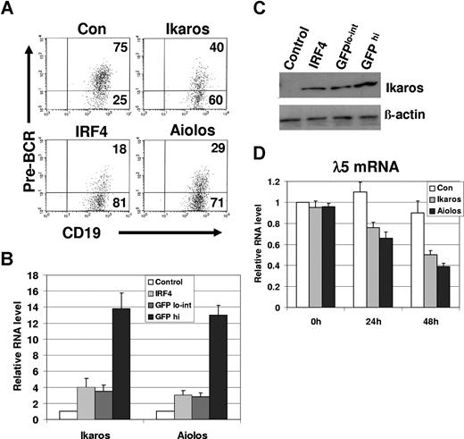 Figure 3. Reconstituting the expression of either Ikaros or Aiolos is sufficient to down-regulate pre-BCR in IRF4,8−/− pre-B cells. (A) IRF4,8−/− pre-B cells were infected with virus expressing control, IRF4, Ikaros, and Aiolos. At 48 hours after infection, the cells were stained with antibodies against pre-BCR and CD19 and analyzed by FACS. The GFPhi cells were gated and further analyzed. The numbers represent percentages of the gated cells. (B) Relative expression levels of Ikaros and Aiolos were assessed by real-time PCR. The GFPhi and GFPlo-int cells were isolated via sorting from control-vector, Ikaros-, and Aiolos-infected cells (48 hours after infection). In addition, GFPhi cells from IRF4ER-infected cells were isolated via sorting 24 hours after tamoxifen treatment. Ikaros-infected cells were used to measure Ikaros expression, whereas Aiolos-infected cells were used solely to measure Aiolos expression. However, the expression levels of both endogenous Ikaros and Aiolos were measured in the control-vector and IRF4ER-infected cells (GFPhi). The value in the control-vector infected cells was set as 1. (C) Western blot analysis of Ikaros protein from GFPhi and GFPlo-int cells isolated from Ikaros-infected cells, and the sorted control-vector and IRF4ER-infected cells (GFPhi). (D) The infected cells (GFPhi) were sorted at different time points, and total RNA was isolated for real-time PCR analysis. λ5 expression was measured, and the value of control-vector infected cells at 0 hours was arbitrarily set as 1. The values are average and SD of 3 independent experiments.