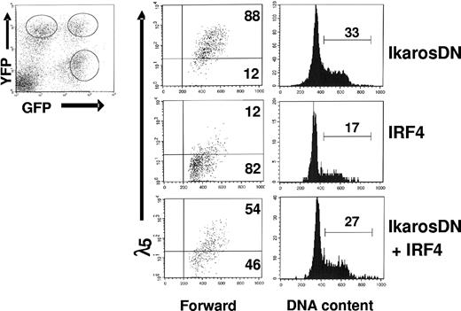 Figure 5. Effect of IRF4 on pre-BCR down-regulation and cell-cycle withdrawal is attenuated in the presence of IkarosDN. IRF4,8−/− pre-B cells were coinfected with IRF4 (YFP) and IkarosDN (GFP). The infected cells consist of 3 distinct populations: YFP+GFP−, YFP+GFP+, and YFP−GFP+. At 3 days after infection, the cells were stained with anti-λ5 antibody and Hoechst dye and analyzed by FACS. The λ5 expression and cell-cycle status in the 3 distinct populations of cells were analyzed separately. The result is a representative of 3 independent experiments, and the numbers represent percentages of the cycling cells.