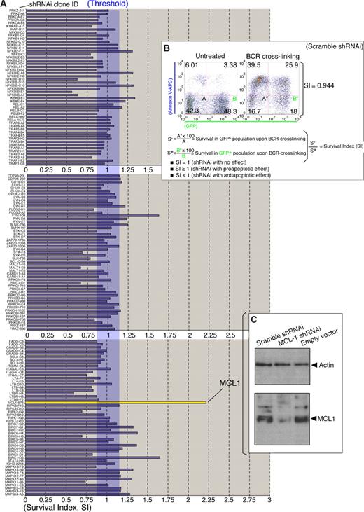 Figure 2. shRNAi lentiviral screen in RAMOS RA-1 B-NHL cells. (A) Lentiviral (HIV)-based screen for BCR regulatory molecules. RAMOS RA-1 B cells were transduced with individual lentiviruses from the shRNAi lentiviral mini-library (Table S1) pseudo-typed with vesicular stomatitis glycoprotein (VSVG) as described in “Lentiviral-mediated shRNAi transfer.” After lentiviral infection, transduced B cells were assayed for BCR-induced programmed cell death as described in Figure 1B. Survival index (SI) for each individual transduction was calculated as specified in Figure 2B. Representative SI value from 150 shRNAi lentiviral clones is shown. (B) Effect of scramble RNAi in the threshold of BCR-induced programmed cell death. RAMOS RA-1 B cells were transduced with lentiviruses containing a scramble shRNAi (negative control). SI value was calculated according to the formula described in the figure. Data for scramble shRNAi lentivirus infections are representative of 5 independent experiments. Scramble sequence included GAGACACCAAAGCATACAA. (C) Western blot for human MCL1 and Actin (loading control) in total protein extracts (RIPA extraction) from GFP+ purified MCL1 shRNAi, scramble shRNAi and empty vector-transduced RAMOS RA-1 B cells. GFP+ B cells were purified using Flow Sorter (FACSAria BD).