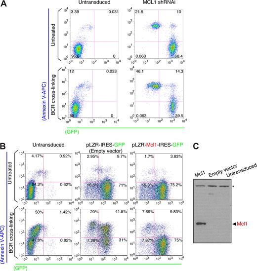 Figure 3. Enforced MCL1 expression blocks BCR-induced programmed cell death in B-NHL cells. (A) Analysis of BCR-induced programmed cell death in MEC1 B cells. MEC1 B cells were transduced with lentiviruses containing MCL1 shRNAi. After infection, GFP+ B cells were purified using Flow Sorter (FACSAria BD), whereas untransduced MEC1 B cells were used as negative controls. Programmed cell death on BCR stimulation was performed and evaluated as described in Figures 1B and 2B. (B) Analysis of BCR-induced programmed cell death in MCL1 overexpressing B-cell lymphomas. RAMOS RA-1 B cells were transduced with retroviruses (using the pLZR-IRES-GFP backbone68) containing empty vector or Flag-murine Mcl1 cassette. The Flag-Mcl1 construct was cloned from pCMV-3xFlag-Mcl1 (3xFlag epitope tag cloned in frame with mouse Mcl-1 cDNA including ATG) into the EcoR1 site of the pLZR-IRES-GFP retroviral vector. Retroviruses were pseudo-typed with amphotropic envelopes using the envelope-expressing packaging cell line BING-CAK8 (ATCC). After infection, GFP+ B cells were purified (∼80% of enrichment) using Flow Sorter (FACSAria BD), whereas untransduced RAMOS RA-1 B cells were used as negative controls. Programmed cell death on BCR stimulation was performed and evaluated as described in Figures 1B and 2B. (C) Western blot for murine Mcl1 in total protein extracts (RIPA extraction) from GFP+ purified MCL1 overexpressing and empty vector (negative control) transduced RAMOS RA-1 B cells. Untransduced RAMOS RA-1 B cells were used as negative control as well. *Background band that can be used as loading control.