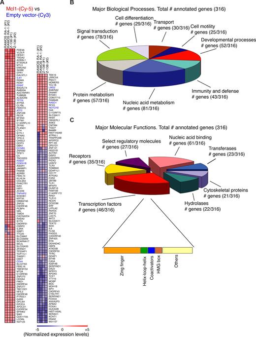 Figure 4. Transcriptome analysis of MCL1 overexpressing B-NHL cells. (A) Gene-expression profile of MCL1-overexpressing B-cell lymphomas. Gene-expression profiling was performed in duplicate for MCL1 overexpressing RAMOS RA-1 vs empty vector RAMOS RA-1, as well as MCL1 overexpressing Z-138 vs empty vector Z-138. The heat map represents expression levels for each sample. A total of 209 top significant genes (Log2 (Cy5/ Cy3) cut-off = 1) were ranked by Euclidean squared functions using GEPAS and BABELOMICS tools (http://babelomics.bioinfo.cipf.es/). Genes in blue denote genes that were found cross-validated in human follicular B-cell lymphomas (Figure 5). (B) Gene ontology analysis for the 316 annotated human genes commonly up- or down-regulated by MCL1 overexpression (Log2 (Cy5/ Cy3) cut-off = 0.5) was performed with the PANTHER program. Categories with more than 25 genes in biologic processes are shown. (C) Gene ontology analysis of the genes regulated by MCL1 overexpression was done with the PANTHER program. Of the 468 human genes showing a Log2 (Cy5/ Cy3) cut-off = 0.5 commonly up- or down-regulated by MCL1 overexpression, 316 were assigned with multiple molecular functions. Proteins for which no molecular function could be assigned were omitted from this display. Categories with more than 20 assigned proteins are shown. Subdivisions of the category transcription factor (46 proteins) is also shown.