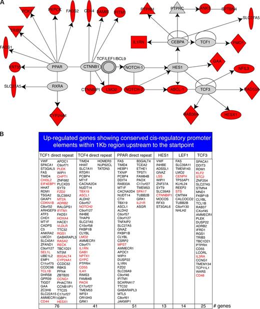 Figure 6. Network modeling. (A) Module identified using the Ingenuity program. A solid line indicates direct interaction; a line without arrowhead indicates binding; an arrow from protein A to protein B indicates A transcriptionally activates B. Node shapes are indicative: triangle, kinase; diamond, enzyme; double circle, protein complexes; oval (horizontal), transcription regulator; oval (vertical), transmembrane receptor. Proteins identified in this screen are marked in red. (B) Promoter analysis for the up-regulated genes. Up-regulated genes containing TCF1, TCF4, PPAR, HES1, LEF1, and TCF3 binding sites within 1 kb region upstream of the transcriptional start point. Red denotes genes previously involved in B-cell transformation and cancer progression according to GeneCards database.