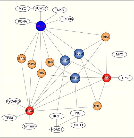 Figure 7. MCL1 interactome map. Schematic representation of MCL1 interactome using Ingenuity database, Human Protein Reference Database, and BioGrid. Only a limited number of protein–protein interactions are shown. Solid line indicates direct interaction. Nodo colors are indicatives: white, transcription and chromatin remodeling proteins; red, multidomain proapoptotic proteins; blue, multidomain antiapoptotic proteins; orange, BH3-only proteins.