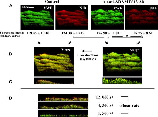 Figure 2. Visual evaluation of ADAMTS13 activity within thrombi generated under high shear rate conditions using a monoclonal antibody (N10) that specifically detects ADAMTS13-cleaved VWF. Experimental conditions were as described in Figure 1, except that platelets were not labeled. Thrombi generated on a collagen-coated glass surface at 3 minutes' perfusion with or without an anti-ADAMTS13 antibody under 12 000 s−1 shear were fixed, reacted with both N10 antibody and anti–whole VWF antibody, double-stained with Cy3 (red)- and FITC (green)-fluorescence, and viewed by CLSM. (A) Three-dimensional images of thrombi, representative of 5 independent flow experiments, and the corresponding fluorescence intensity (mean ± SD of 5 areas randomly selected in a single perfusion) corrected for background value (negative control IgGs), indicate that VWF cleavage by ADAMTS13 (red color) within thrombi is significantly (*; P < .01) reduced in the presence of anti-ADAMTS13 antibody as compared with control thrombi (original magnification; ×600). (B) Merged 3-dimensional images and (C) the corresponding longitudinal views of thrombi; in the merged images, portions stained with both green and red fluorescence basically show the color of the higher pixel value, whereas a yellowish color is seen when both pixel values are nearly equal. Thus, the predominantly reddish appearance of the surface portions of control thrombi suggests that ADAMTS13 is more active on the surface of thrombi forming under very high shear rate conditions, while this tendency is barely visible in the presence of anti-ADAMTS13 antibody. (D) Longitudinal views of thrombi, generated at 3 minutes' perfusion without an anti-ADAMTS13 antibody under various shear rates and double-stained, are representative of 5 separate experiments. Note the prominent red color, especially at the surface portions of thrombi, indicating higher ADAMTS13 activity under higher shear rates.