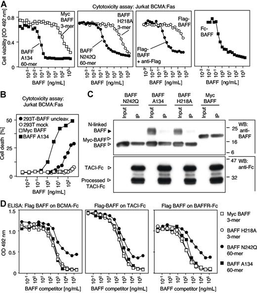 Figure 1. BAFF 3-mer and 60-mer bind BCMA and TACI, but only BAFF 60-mer, BAFF oligomers, and membrane-bound BAFF activate a reporter signaling pathway dependent on ligand oligomerization. (A) Jurkat T cells expressing a BCMA:Fas chimerical receptor were exposed for 16 hours to various concentrations of BAFF 3-mer or 60-mer. Cells were also exposed to Flag-BAFF (3-mer) alone or in the presence of a cross-linking anti-Flag antibody, or to Fc-BAFF (6-mer). Cell viability was measured with the PMS/MTS assay. (B) Jurkat BCMA:Fas cells were incubated with various ratio of 293T cells transfected with full-length BAFF R125A R126A (293T-BAFF uncleaved) or with empty plasmid (293T mock). Myc-BAFF (3-mer) and BAFF A134 (60-mer) were used instead of cells to calibrate the assay. BAFF present in transfected 293T cells was quantified by ELISA. The highest concentration used (40 ng/mL) corresponds to an effector to target ratio of 1:1. Maximal cell death obtained with this assay was approximately 50%. (C) BAFF 3-mer and BAFF 60-mer were immunoprecipitated with TACI-Fc. Inputs and immunoprecipitates (IP) were analyzed by Western blotting using an anti-BAFF antibody (Buffy-2). The same blot was reprobed with an anti-Fc antibody (bottom). The higher band of BAFF carries an N-linked oligosaccharide on asparagine 242, a site that is not used in mammalian cells.9 Note that recombinant TACI-Fc is partially processed at Lys108 and Arg110.28 (D) Recombinant BCMA-Fc, TACI-Fc, and BAFF-R-Fc were immobilized on ELISA plates and exposed to a fixed concentration of Flag-BAFF, whose binding was visualized with anti-Flag secondary reagents. BAFF 3-mer and BAFF 60-mer were added at the indicated concentrations to compete with Flag-BAFF binding and therefore reduce the ELISA signal.