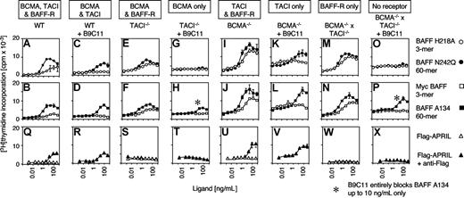 Figure 2. Costimulation of thymidine incorporation in BCR-stimulated B cells by BAFF and APRIL is mediated by both BAFF-R and TACI. TACI responds to oligomerized ligands only. Purified B splenocytes of various genotypes were cultured under BCR-stimulating conditions, with or without anti–BAFF-R B9C11, and with the indicated concentrations of BAFF and APRIL. After 48 hours, cells were pulsed for 16 hours with thymidine, harvested, and counted. Points represent mean plus or minus SD of triplicate cultures. Note that B9C11 abolishes BAFF-mediated effects through BAFF-R. At the concentration used, B9C11 totally blocked BAFF A134 at concentrations up to 10 ng/mL, but only partially at higher concentrations.