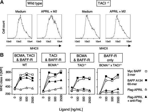 Figure 3. BAFF-R– and TACI-dependent up-regulation of MHC class II in B cells. (A) Purified wild-type and TACI−/− B splenocytes were stimulated plus or minus cross-linked APRIL in the presence of IL-4 and IL-6, and surface expression of MHC class II was monitored by FACS. (B) Experiment was performed as in panel A with B cells of the indicated genotype, and with BAFF and APRIL at the indicated concentrations. MFI indicates mean fluorescence intensity.