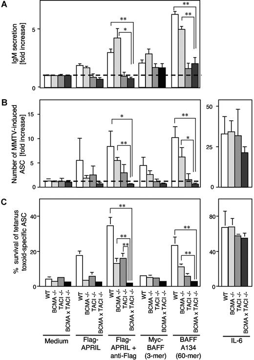 Figure 4. Enhanced IgM secretion by splenocytes and plasmablast survival require TACI and oligomerized TACI ligands. (A) Purified B splenocytes were cultured for 6 days in the presence of 100 ng/mL of the indicated ligands, after which time IgM titers were measured in culture supernatants. The figure shows the fold increase relative to medium only for the same genotype (titers were comparable for the different genotypes). Results are mean plus or minus SD of triplicate cultures. (B) MMTV-induced plasmablasts of the indicated genotypes were purified and cultured for 2 days in the presence of 500 ng/mL of the indicated ligands or 10 ng/mL of IL-6, after which time IgG2a/c-secreting cells were enumerated by ELISPOT. ASC indicates antibody-secreting cell. Data are expressed as fold increase compared with wild-type B cells in medium only, and represent mean plus or minus SD of triplicate (APRIL) or quadruplicate (medium and BAFF) cultures, representative of 2 experiments with similar results. (C) Tetanus toxoid-specific plasmablasts were purified from spleen at the peak of the booster response and cultured for 2 days in the presence of 500 ng/mL of the indicated ligands or 10 ng/mL of IL-6. Tetanus toxoid-specific plasmablasts were enumerated by ELISPOT, and the percentage of survival determined relative to values obtained at day 0. Values are mean plus or minus SD of 2 independent cell preparations (or 3 preparations for wild-type) cultured in triplicates (*P < .05; **P < .01).
