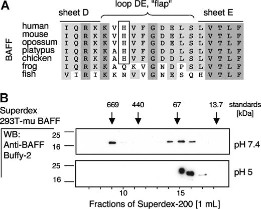 Figure 5. BAFF 60-mer is conserved across species. (A) Alignment of BAFF from various species, and of human TNF family members, in the region of the DE loop. Opossum:Monodelphis domestica (GenBank:XP_001375808). Platypus:Ornithorynchus anatinus (GenBank:XP_001514753). Chicken:Gallus gallus (GenBank:NM_204327). Frog:Xenopus tropicalis (EMBL:42:1929088:1912327). Fish:Danio rerio(GenBank: XM_684671). (B) Gel permeation chromatography analyses of naturally processed mouse BAFF in supernatants of 293T cells transfected with full-length mouse BAFF. Elutions were performed at pH 7.4 or pH 5, and the elution positions of molecular weight standards (in kDa) are indicated at the top of the figure. Fractions were analyzed by Western blotting using a cross-reactive antihuman BAFF antibody (Buffy-2).
