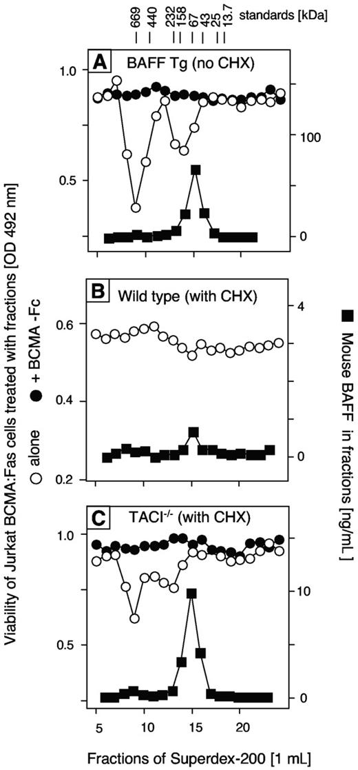 Figure 6. Differentially active forms of trimeric and oligomeric BAFF in mouse plasma. Plasma from BAFF transgenic (A), wild-type (B), and TACI−/− (C) mice were fractionated by gel permeation chromatography. Mouse BAFF was quantified in the fractions by ELISA (■) and expressed with different scales for each genotype. The oligomerization-dependent activity of BAFF in 25 μL, 5 μL, and 2.5 μL of wild-type, BAFF transgenic, and TACI−/− fractions, respectively, was detected with reporter Jurkat BCMA:Fas cells that die in response to oligomerized BAFF (○). For wild-type and TACI−/− fractions, the assay was performed in the presence of cycloheximide (CHX) that enhances the sensitivity of the assay. Where indicated, BCMA-Fc was added to demonstrate the killing specificity (●).