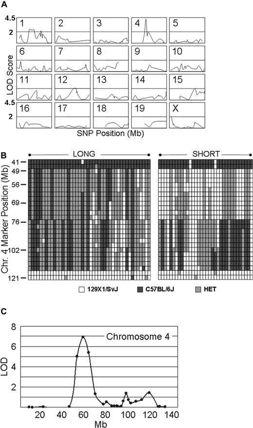 Figure 5. Genome-wide linkage scan. (A) Linkage analysis on 20 murine chromosomes. Genotyping assays were performed on 34 Gp6−/− SHORT and 44 Gp6−/− LONG mice. The results were analyzed by MAPMANAGER QTX, generating a linkage statistic that was converted to a LOD score. The chromosome number is indicated to the top left of each panel, wherein the LOD score (ordinate) is plotted against the SNP position (abscissa) on that chromosome. Congenic segments are represented by the absence of a plotted line in any of the panels. A horizontal bar in each panel indicates a LOD score of 2.0, and the top of each panel represents a LOD score of 4.5. The LOD score obtained for each SNP tested as a function of position (Mb) on each chromosome is plotted. The SNP with the highest LOD score of 4.2 (P < .001) is located at position chr4: 63 714 000 (marker = rs13477745). For the remaining 18 mouse autosomes and the X chromosome, none of the SNPs generated LOD scores more than 2.5, and 97% were less than 2.0 and 84% were less than 1.0. (B) Haplotype diagram of chromosome 4. This diagram schematically depicts the haplotypes for the 44 Gp6−/− LONG (LEFT).and 34 Gp6−/− SHORT (RIGHT) mice used in the initial genome wide linkage scan (see A). Each column represents the results for a single mouse. Each row depicts the typing results at a particular SNP, and the position of a selected number of key SNPs is indicated on the ordinate as the position from the 5′ end (TOP) in Mb. White boxes indicate the 129 × 1/SvJ allele; black boxes, the C57BL/6J allele; and gray boxes, heterozygosity. (C) Fine mapping on chromosome 4. Additional fine mapping of chromosome 4 using 76 SNPs conducted with 129 mice. Linkage to markers encompassing the locus from chr4:48 163 000 to chr4:69 206 000 remained highly significant, and rs13477745 remains the SNP with the highest LOD score of 6.9 (P < .001).