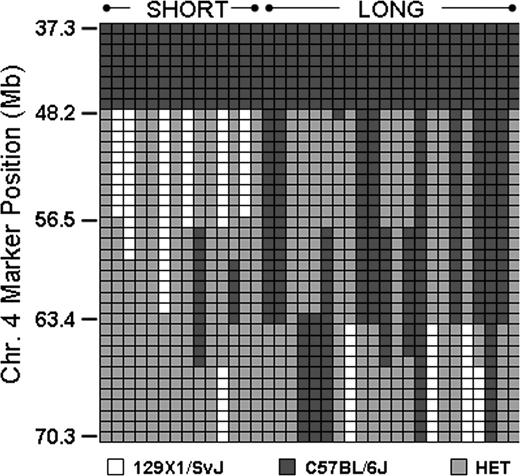 Figure 6. Analysis of mice with recombinant events occurring within Mh. In a selected number of progeny, recombinations occurred within Mh permitting a more precise resolution of the QTL. This diagram schematically depicts the haplotypes for representative number of mice: 14 Gp6−/− SHORT and 22 Gp6−/− LONG. Each column represents the results for a single mouse. Each row depicts the typing results at a particular SNP, and the position of a selected number of key SNPs is indicated on the ordinate. □ indicate the 129 × 1/SvJ allele; ■, the C57BL/6J allele; and , heterozygosity. It is evident that the phenotype SHORT is segregating within a limited sequence ranging from 48 163 to 56 497.