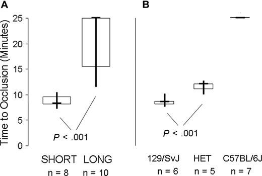 Figure 7. In vivo carotid artery injury model. (A) 8 Gp6−/− SHORT mice were compared with 10 Gp6−/− LONG mice, as indicated on the abscissa. The data are depicted as a box plot, where the bold horizontal line represents the median, the box represents the second and third quartiles, and the vertical lines indicate the limits of the data range. The time to occlusion (ordinate) for the 8 Gp6−/− SHORT mice (4 male mice; 4 female mice) was 8.6 ± 1.2 minutes (mean ± SD). In contrast, the time to occlusion of 10 Gp6−/− LONG mice (5 male mice; 5 female mice) ranged from 11.5 to at least 25 minutes, with a median of at least 25 minutes. The difference in time to occlusion between Gp6−/− LONG and Gp6−/− SHORT mice was statistically significant (P < .001). (B) Correlation between time to occlusion (ordinate) and haplotype at Mh (abscissa). For 6 mice that are homozygous 129 × 1/SvJ at Mh, the mean time to occlusion was 8.2 (± 0.9) minutes (mean ± SD). For 5 mice that are heterozygous 129 × 1/SvJ/C57BL/6J at Mh (HET), the time to occlusion was significantly increased to 11 (± 1) minute (mean ± SD; P < .001). In marked contrast, occlusion was not observed (time to occlusion ≥ 25 minutes) in any of the 7 mice that were homozygous C57BL/6J at Mh.
