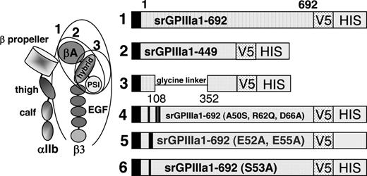 Figure 1. Schematic representation of 6 constructs used to investigate the specificity of quinine-dependent antibodies recognizing GPIIIa in Western blot. (Left) Schematic representation of GPIIb/IIIa based on crystallographic studies of alphav/beta315 and alphaIIb/beta316 integrins. Adapted from Humphrey and Mould,17 with permission. Ovals indicate structural domains incorporated into constructs 1 to 3. (Right) Diagram indicating amino acid sequences of constructs 1 to 3 and mutations incorporated into construct 1 to produce constructs 4 to 6. V5 and HIS recognition sites are described in “Preparation of cDNAs encoding truncated mutant versions of GPIIIa.”