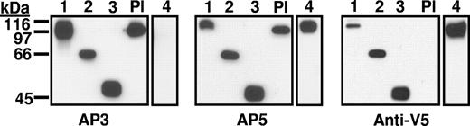 Figure 2. Western blot of constructs 1 to 4 and platelet lysate (Pl) using monoclonals AP3, AP5, and anti-V5 for detection. Constructs 1 to 4 migrated as expected on the basis of their predicted molecular weights and reacted with the appropriate probes. As expected, construct 4 containing mutations A50S, R62Q, and D66A was not recognized by monoclonal AP3, and platelet GPIIIa (Pl) was not recognized by anti-V5.