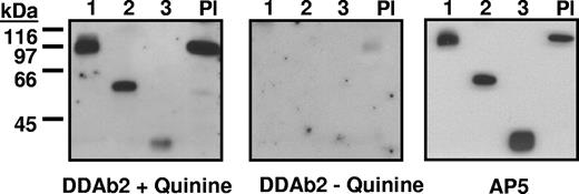 Figure 3. Reactions of DDAb2 with constructs 1 to 3 and platelet GPIIIa (Western blot). (Left) DDAb2 recognizes constructs 1 to 3 and platelet GPIIIa (Pl) in the presence of quinine. (Middle) DDAb2 fails to react with these targets in the absence of drug. (Right) Recognition of the same targets by monoclonal AP5 specific for the 5 N-terminal amino acids of GPIIIa.