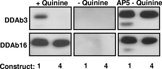 Figure 5. Reactions of DDAb3 and DDAb16 with constructs 1 and 4 (Western blot). (Left) Both antibodies recognize construct 1 (srGPIIIa) in the presence of quinine. However, DDAb3 fails to recognize construct 4 (A50S, R62Q, D66A). (Middle) DDAb3 and DDAb16 fail to recognize either construct in the absence of quinine. (Right) Blot with monoclonal AP5 confirms that adequate quantities of both constructs were present for antibody detection.