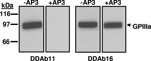 Figure 6. Effect of mAb AP3 on binding of DDAb11 and DDAb16 to construct 1. The quinine-dependent reaction of DDAb11 (left) but not that of DDAb16 (right) with construct 1 (srGPIIIa) is blocked by monoclonal AP3. No reactions occurred in the absence of quinine (not shown). The sharp edges at the lateral margin of each band resulted from cutting the membrane into strips after protein transfer from a preparative gel.