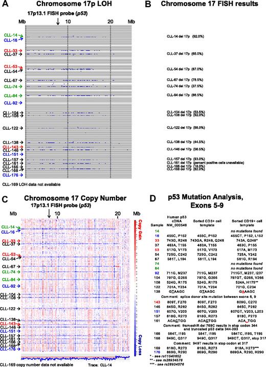 Figure 1. Comparative analysis of chromosome 17p LOH, copy number estimates, FISH, and p53 mutation analysis. Text files generated through use of the Affymetrix programs GDAS and Copy Number Tool for all patients were imported into the LOH tool, and all individual positions of LOH between buccal DNA and paired tumor DNA were graphed as a blue tick mark across the length of the chromosomes. Copy number estimates for all SNP positions for all patients were generated through dChipSNP, as described, and displayed across the length of the chromosomes. Copy losses are displayed with blue colors, copy gains with red colors. The physical position of SNPs is not linear along the displayed portions of the chromosome. (A) LOH display for chromosome 17p. Each row represents one patient. Vertical solid lines indicate 10-Mb intervals. The location of the commonly used FISH probe spanning the p53 gene at 17p13.1 is marked with a vertical arrow. (B) Chromosome 17 FISH results from all patients with del17p by clinical FISH panel (Mayo Clinic) with the estimated percentage of positive cells in parentheses. (C) Copy number display for chromosome 17p. The location of the commonly used FISH probe spanning the p53 gene at 17p13.1 is marked with a vertical arrow. The estimated copy numbers for all SNP positions for CLL no. 14 are shown below the chromosome 17p display, with the red line indicating the 2N state. (D) p53 Mutation analysis for exons 5 to 9. Sample numbers are indicated in column 1. The nucleotide and amino acid residue for that position in the cDNA NM 000546 or genomic DNA (same result) is shown in column 2. The nucleotide and amino acid residue for that position in FACS-sorted CD3+ cells (somatic control DNA) is shown in column 3, and the nucleotide and amino acid residue for that position in FACS-sorted CD19+ cells is shown in column 4. In panels A and C, patients with CLL with del17p and p53 wild-type status are indicated in green. Patients with CLL without del17p and p53 mutant status are indicated in blue. Patients with CLL with del17p and p53 mutant status are indicated in black.