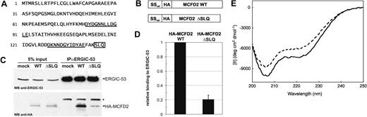Figure 2. MCFD2 ΔSLQ displays impaired binding to ERGIC-53 due to a structural defect. (A) Amino acid sequence of MCFD2. EF-hand motifs are underlined and the ΔSLQ mutation is boxed. (B) Schematic representation of HA-tagged constructs. The endogenous signal sequence of MCFD2 was replaced by the signal sequence of calreticulin (SScal). (C) Cell lysates (5% input) and anti-ERGIC-53 immunoprecipitates (IPαERGIC-53) were probed by Western blotting (WB) using anti-ERGIC-53 and anti-HA antibodies. Because ERGIC-53 antibodies were covalently coupled to immunoprecipitation beads, only the antibody light chain is detectable (*). (D) ERGIC-53 coprecipitated HA-MCFD2 WT and ΔSLQ were quantified in 4 independent experiments and relative values are indicated. (E) Far UV CD spectra of recombinant MCFD2 (—) and MCFD2 ΔSLQ (). Each spectrum shows the average of 4 scans over the range 200 to 250 nm with step size of 0.1 nm and a bandwidth of 1.0 nm.