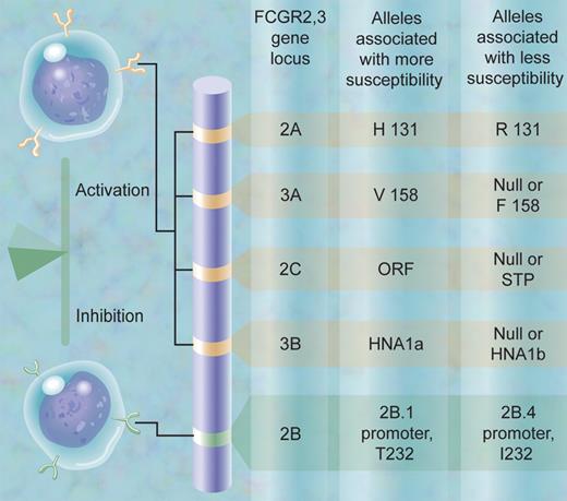 The SNP and CNV alleles in the human FCGR2,3 gene locus at chromosome 1q23 that contribute to susceptibility to autoimmune disease are shown schematically, including the genetic variation in FCGR2C in the study on ITP by Breunis et al. (The alleles are defined in that article.) The balance of activation and inhibition contributes to greater or lesser susceptibility to autoimmune disease.