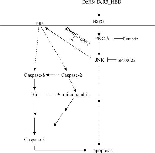 Figure 6. Schematic of DcR3-induced DC apoptosis. DcR3 binds to HSPG to activate PKC-δ and subsequently JNK. Activation of JNK up-regulates DR5 expression to induce ligand-independent activation of the downstream apoptotic signaling pathway via formation of DR5 DISC. The upstream caspase-2 and caspase-8 cleave Bid, which in turn disrupts the mitochondrial membrane potential and activates caspase-3 to induce DC apoptosis.