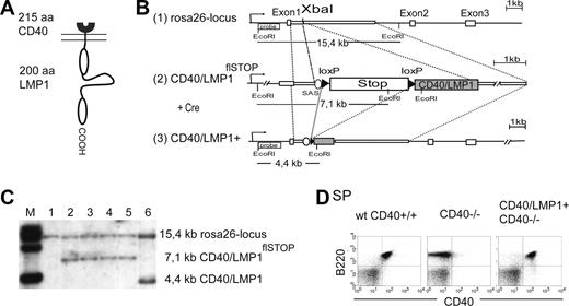Figure 1. Generation of a transgenic mouse line conditionally expressing CD40/LMP1. (A) Schematic representation of the chimeric protein CD40/LMP1. The N-terminal 215 amino acids (aa's) of CD40 (receptor binding and transmembrane domain) were fused to the COOH-terminal 200 aa's of LMP1 (cytoplasmic domain). (B) Targeting strategy for the insertion of a conditional CD40/LMP1 allele (CD40/LMP1flSTOP) into the mouse Rosa26-locus. The figure shows (1) the wild-type Rosa26-locus with its 3 exons and the XbaI restriction site in the first intron where the transgene was inserted (2); the Rosa26-locus after homologous recombination of the targeting construct (CD40/LMP1flSTOP); and (3) the Rosa26-locus after homologous recombination and deletion of the stop cassette upon Cre-mediated recombination, which leads to the expression of CD40/LMP1 under transcriptional control of the endogenous Rosa26-promoter. The EcoRI recognition sites and the location of the probe for the Southern blot analysis are shown. The expected fragments after EcoRI digestion and hybridization with the labeled probe are indicated. Cre indicates Cre recombinase; SAS, splice acceptor site; and loxP, locus of crossing over in bacteriophage P1. (C) Southern blot analysis showing the different alleles after targeting and Cre-mediated recombination of the stop cassette in ES cells. The DNA was digested by EcoRI and hybridized with the labeled probe specific for the Rosa26-locus as shown in panel B. Lane 1 shows wild-type ES cells; lanes 2 to 5, ES cell clones showing correct targeting; and lane 6, ES cell clone with correct targeting after Cre-mediated deletion of the stop cassette. (D) B cell–specific CD40/LMP1 expression. Flow cytometry of splenic cells, gated for living cells (PI negative) and stained with anti-B220 and anti-CD40 antibodies. The anti-CD40 antibody binds to the extracellular portion of CD40 and recognizes both the CD40 receptor and CD40/LMP1. Virtually all B220+ B cells in the spleens of CD40/LMP1+//CD40−/− mice express CD40/LMP1.