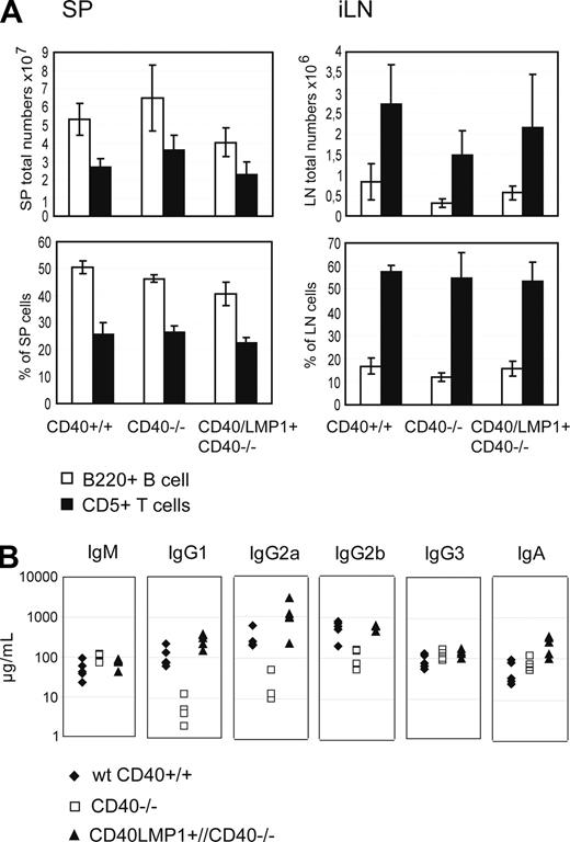 Figure 2. CD40/LMP1+//CD40−/− mice show normal B- and T-cell distribution and normal serum immunoglobulin titers. (A) Total numbers and percentages of B220+ B and CD5high T cells in both the spleen (SP) and inguinal lymph nodes (iLNs). Data presented are means (± SEM) of 4 to 5 mice per group tested in independent experiments. (B) Nonimmunized mice (5 per group) were analyzed for the concentrations of the total serum immunoglobulin titers of the indicated isotypes by ELISA. CD40−/− mice showed a defect in CSR to IgG1, IgG2a, and IgG2b, which could be rescued in CD40/LMP1+//CD40−/− mice.