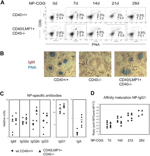 Figure 3. LMP1 signaling substitutes CD40 in germinal center formation and production of class-switched and high-affinity antibodies. (A) Flow cytometry to identify germinal center (GC) B cells (CD95+PNAhigh) in the spleens of wt CD40+/+ and CD40/LMP1+//CD40−/− mice at the indicated days after immunization with 100 μg NP-CGG. Cells are gated on B220+; numbers indicate the mean percentages (± SEM) of GC B cells of 2 to 5 mice analyzed per group. (B) Immunohistologic analysis of GC in the spleen, 14 days after immunization with 100 μg NP-CGG. Cryosections were stained with anti-IgM specific for B cells (red) and PNA specific for germinal center B cells (blue). Original magnification, ×50. (C) NP-specific antibody response 14 days after immunization with 100 μg NP-CGG. NP-specific immunoglobulin concentrations for the indicated isotypes were analyzed for 5 mice from both wt CD40+/+ (♦) and CD40/LMP1+//CD40−/− (▲). (D) Affinity maturation of NP-specific IgG1 antibodies at days 7, 14, 21, and 28. The ratio of antibody binding to low-density hapten (NP3-BSA) versus high-density hapten (NP17-BSA) is plotted for 2 to 5 mice per group.