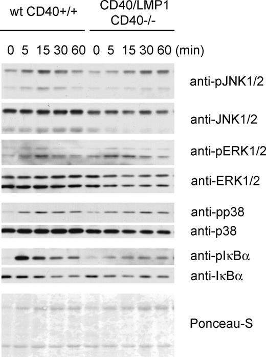 Figure 4. Activation of MAP-kinases and NFκB in wt CD40+/+ and CD40/LMP1+//CD40−/− B cells. Immunoblotting for the activation of the MAPKs and NFκB after stimulation with agonistic anti-CD40 antibody. Splenic B cells were isolated by CD43 depletion and stimulated with anti-CD40 for the indicated times. Whole-cell lysates were separated by SDS-PAGE and immunoblotted with the indicated antibodies. Ponceau-S staining is shown as a loading control.