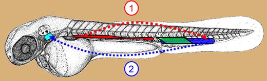 Sites of definitive hematopoiesis in zebrafish embryo. Schematic showing the anatomic location of the AGM/DP joint (red), PBI (green), and CHT (blue) in zebrafish embryo. Cells are visible in the AGM at 26 hours after fertilization (hpf). AGM starts releasing CD41 expressing, migration-competent HSCs at 32 hpf into the PCV (dotted red arrow). HSCs in the CHT uncaged after 44 hpf migrate (dotted blue arrow) to thymus (turquoise) via PCV and mesenchyme. Cells with erythroid and myeloid potential are seen in the PBI between 24 hpf and 40 hpf.