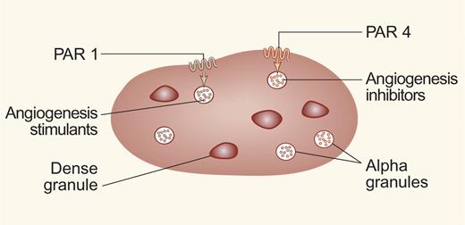 Not all alpha granules are equal. Platelets contain alpha granules and dense granules. Italiano and colleagues show that some alpha granules contain antiangiogenesis factors, and other granules contain proangiogenesis factors. Stimulation of the PAR1 receptor causes the release of angiogenesis stimulants, while stimulation of the PAR4 receptor causes release of angiogenesis inhibitors.