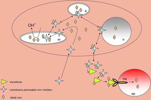 Membrane-permeable iron chelators, such as deferiprone, can shuttle iron within the cell between endosomes (e), mitochondria (m), the nucleus, and the cytoplasm. Chelator-mediated mobilization of the metal from iron-overloaded organelles or cellular deposits reduces the local formation of toxic hydroxyl-radical and results in transport of the iron across membranes, delivery of the metal to transferrin, and subsequent transferrin receptor (TfR)–mediated acquisition of iron by erythroid progenitor (ep) cells to be used for heme biosynthesis.
