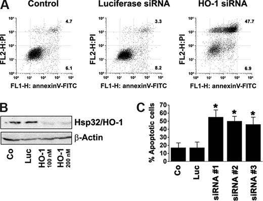 Figure 1. Knockdown of expression of HO-1 in CML cells is followed by apoptosis. (A) K562 cells were left untreated (Control) or were transfected with a control siRNA against luciferase or an siRNA specific for HO-1 as indicated. 8 hours after transfection, the percentage of apoptotic cells (provided for each condition) was determined by combined annexin V/propidium iodide staining and FACS analysis. PI, propidium iodide. (B) K562 cells were incubated in control medium (Co) or were transfected with control siRNA against Luciferase (Luc) or with a HO-1-specific siRNA (HO-1) at 100 nM or 200 nM. 8 hours after transfection, expression of HO-1 was determined by Western blotting. Expression of β-actin is shown as loading control. (C) The effects are shown for 3 different siRNAs (nos. 1–3) specific for HO-1 on viability of K562 cells compared with untransfected cells (Co) or cells transfected with a control siRNA (Luc). Results represent the mean (± SD) of 3 independent experiments. *P < .05 compared with control (Co).