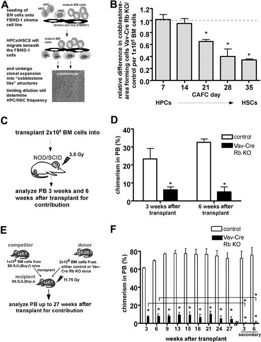 Figure 4. Intrinsically reduced function of Vav-Cre Rb KO HSPCs outside the BM and upon transplantation. (A) Frequency/function of HPCs and HSCs analyzed by the CAFC assay. Shown is the experimental setup of the assay. (B) Frequency/function of distinct CAFC populations in Vav-Cre Rb KO animals in BM relative to control animals analyzed in parallel (n = 6 for control and Vav-Cre Rb KO). The dotted line (value of 1) indicates the level of no relative difference in CAFCs between Vav-Cre Rb KO and control animals in this figure. Starting from CAFC day 21 on, Vav-Cre Rb KO primitive hematopoietic cells are significantly reduced in their frequency/function. (C) Analysis of the progenitor cell function of Vav-Cre Rb KO cells upon transplantation of BM cells into sublethally irradiated NOD/SCID recipients. Shown is the experimental setup. (D) Determination of the contribution of control and Vav-Cre Rb KO cells to PB 3 weeks and 6 weeks after transplantation (chimerism in PB) by flow cytometric analyses (n = 4 recipients for control and n = 4 recipients for Vav-Cre Rb KO). (E) Analysis of stem- cell function by competitive repopulation assays into C57BL/6 CD45.1 animals. Shown is the experimental setup. (F) Determination of the contribution of control and Vav-Cre Rb KO cells to PB up to 27 weeks after transplantation and up to 6 weeks in secondary recipients (chimerism in PB) by flow cytometric analyses (n = 3 recipients for control and n = 3 recipients for Vav-Cre Rb KO). Shown are mean values plus or minus 1 SEM; *P < .05.