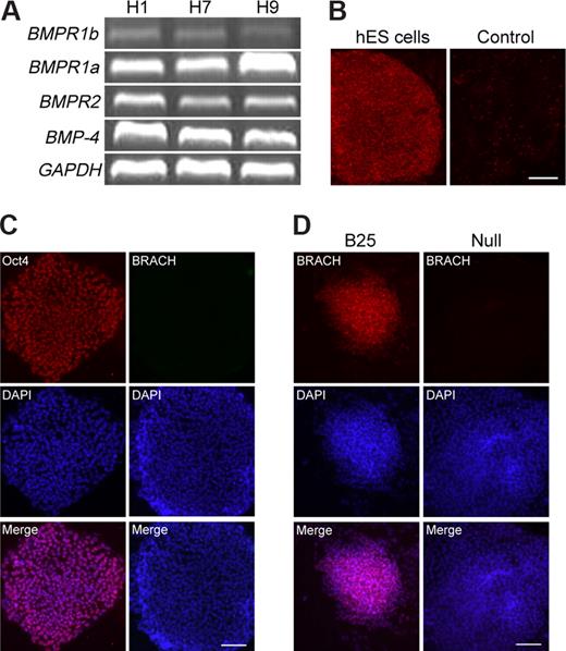 Figure 1. Short-term BMP-4 treatment of hES cells efficiently induces brachyury expression.(A) Undifferentiated H1, H7, and H9 hES cells express BMP-4 ligand, its receptors BMPR1a, BMPR1b, and BMPR2. (B) hES cells grown on matrigel retained alkaline phosphatase activity (hES cells), whereas the differentiated hES cells did not (Control). (C) hES cells grown on matrigel expressed the pluriopotency marker Oct3/4, but did not express brachyury. (D) As measured by immunocytochemistry, hES cells differentiated in the presence of 25 ng/mL BMP-4 for 24 hours (B25) showed a high level of brachyury expression. However, when the hES cells were differentiated without BMP-4 treatment (Null), no brachyury expression could be detected. BRACH indicates brachyury. Scale bars represent 200 μm (B) and 100 μm (panels C,D).
