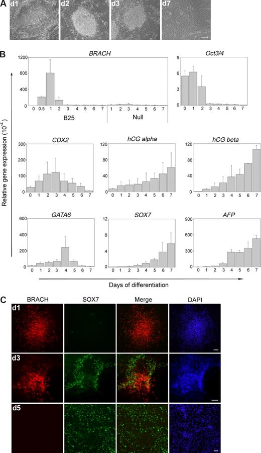 Figure 2. Differential effects of short- and long-term BMP-4 treatments on hES cell differentiation. (A) Morphology of the differentiated hES cells at days 1, 2, 3, and 7 of BMP-4 treatment. (B) As determined by Q-PCR, the pan-mesoderm gene brachyury was highly expressed at 24 hours of hES cell differentiation by BMP-4 treatment (B25). However, the extra-embryonic lineage genes, GATA6, SOX7, AFP for extra-embryonic endoderm, and CDX2, hCG alpha, hCG beta for extra-embryonic ectoderm, were induced by long-term, but not short-term, BMP-4 treatment. And hES cells differentiated in SFM in the absence of BMP-4 (Null) showed little or undetectable brachyury expression. Numbers on the x-axis indicate days of differentiation; numbers on the y-axis indicate relative gene expression level normalized to that of GAPDH. Error bars indicate standard deviations. (C) Immunofluorescent labeling of differentiating hES cells demonstrated decreased expression of brachyury and increased expression of SOX7 with continuous BMP-4 treatment. BRACH indicates brachyury. Scale bars represent 50 μm.