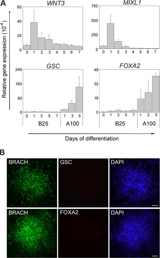 Figure 3. Short-term BMP-4 treatment induces mesoderm progenitors in hES cells. (A) Q-PCR analyzes profiles of several other genes during hES cell differentiation in the presence of BMP-4 (B25). WNT3 and MIXL1, expressed in the mesendoderm and mesoderm, both had similar expression pattern to brachyury. However, GSC and FOXA2, expressed in the mesendoderm and endoderm, were not induced during this process. In this study, hES cell differentiation by 100 ng/mL activin A treatment (A100) was used as a positive control for mesendoderm and endoderm gene expression.56 Numbers on the x-axis indicate days of differentiation; numbers on the y-axis indicate relative gene expression level normalized to that of GAPDH. Error bars indicate standard deviations. (B) Immunocytochemistry results showed that, at day 1 of differentiation, when brachyury displayed high level expression, no GSC or FOXA2 expression could be detected. Scale bars represent 50 μm.