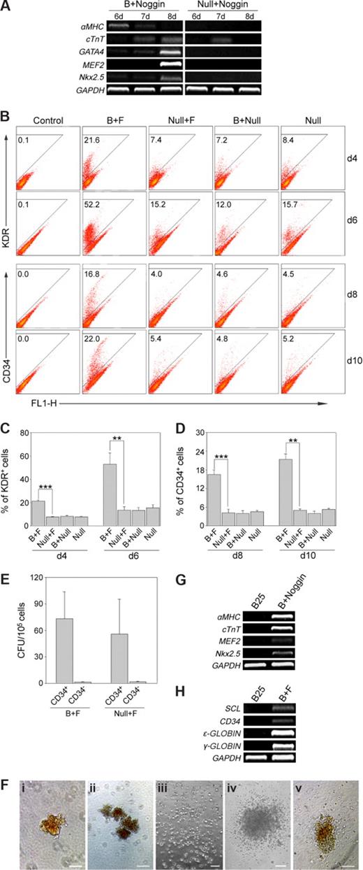 Figure 4. hES cells-derived mesoderm progenitors further differentiate in vitro. (A) hES cells were differentiated with BMP-4 (B + Noggin) or without BMP-4 (Null + Noggin) for 24 hours; then cells were washed and transferred to SFM containing Noggin. Three days after that, SFM was replaced by SCM without Noggin. Then cells were collected at indicated days and analyzed for cardiac gene expression by RT-PCR. (B) hES cells were differentiated with BMP-4 (B) or without BMP-4 (Null) for 24 hours; then cells were washed and transferred to SFM supplemented with bFGF (F) or without bFGF (Null). Three days after that, SFM was replaced by SCM without bFGF. The cultures were then analyzed for hematopoietic differentiation by flow cytometry analysis of KDR and CD34 at days 4 and 6, and days 8 and 10, respectively. Numbers indicate percentage of KDR+ or CD34+ cells in each culture. (C,D) Statistical analysis of KDR+ cells at days 4 and 6 (C) and CD34+ cells at days 8 and 10 (D) under different differentiation conditions. Values are mean and SD from 3 independent experiments (**P < .01, ***P < .001). (E) Hematopoietic progenitor capacity of CD34+ and CD34− subsets from differentiated hES cells with or without BMP-4 treatment. Values are mean and SD from 3 independent experiments. (F) Examples of different CFU colonies, including (i) CFU-erythroid (CFU-E), (ii) burst-forming unit-erythroid (BFU-E), (iii) CFU-myeloid (CFU-M), (iv) CFU-granulocyte, macrophage (CFU-GM), and (v) CFU-granulocyte, erythroid, macrophage, megakaryocyte (CFU-GEMM). (G-H) hES cells were differentiated in the presence of 25 ng/mL BMP-4 for 7 days (B25), then analyzed for cardiac gene (G) and hematopoietic gene (H) expression. And hES cells differentiated for 7 days as described in panels A and B (B + Noggin, B + F) were used as positive controls for cardiac and hematopoietic gene expression. Control indicates isotype control. Scale bars represent 50 μm (Fi), 100 μm (Fii,iii,v), and 200 μm (Fiv).