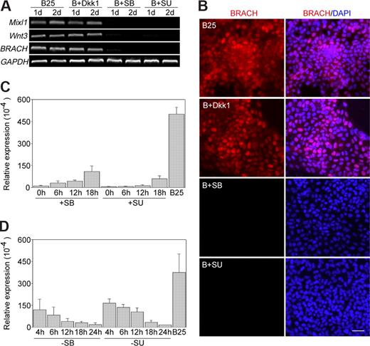 Figure 5. FGF and TGF-β/Nodal/activin signaling pathways are involved in BMP-4-initiated mesoderm induction. hES cells were differentiated in SFM in the presence of BMP-4 alone (B25), or BMP-4 and Dkk1 (B + Dkk1), or BMP-4 and SB431542 (B + SB), or BMP-4 and SU5402 (B + SU) for 2 days. Cultures were collected for (A) expression analysis of brachyury, WNT3, and MIXL1 by RT-PCR, or (B) brachyury expression at day 1 of differentiation by immunocytochemistry. (C-D) The inhibitor SB431542 (SB) or SU5402 (SU) was added at different time points of BMP-4 treatment (C), or cells were treated with BMP-4 in the presence of the inhibitor for different periods of time, washed, and then exposed to BMP-4 without inhibitors (D). Then cells were collected at 24 hours of differentiation and analyzed for brachyury expression by Q-PCR. hES cells treated by BMP-4 alone for 24 hours (B25) were used as a positive control. Numbers on the x-axis indicate time points when the inhibitors were added (C) or removed (D); numbers on the y-axis indicate relative gene expression level normalized to that of GAPDH. Error bars indicate SD. BRACH indicates brachyury. Scale bar represents 50 μm.