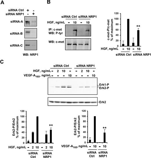 Figure 3. NRP1 knockdown reduces HGF-induced c-met phosphorylation and VEGF-A165– and HGF-induced signaling. (A) HUVECs were transiently transfected with 50 nM NRP1 siRNA-A, -B, or -C, or with 50 nM control siRNA-A, -B, or -C. NRP1 protein level was evaluated by Western blotting. (B) HUVECs were transfected with 50 nM NRP1 or control siRNA-A, deprived of serum, and incubated with or without 10 ng/mL HGF for 10 minutes. c-met was immunoprecipitated from cell lysates and subjected to Western blotting with an antiphosphotyrosine or anti–c-met antibody (left). The phosphoprotein content was estimated by scanning densitometry analysis and normalized according to total c-met levels (right). (C) HUVECs were transfected with 50 nM NRP1 or control siRNA-A, -B, or -C, deprived of serum, and incubated with or without HGF (2 or 10 ng/mL), or with VEGF-A165 (10 ng/mL). Cell lysates were analyzed by Western blotting with anti–phospho-ERK1/2 and anti–total ERK2 antibody (top; shown for siRNA-C). Bands were quantified by scanning densitometry, and results were normalized according to total ERK2 content (bottom). Data are expressed as a percentage of the maximal phosphorylation obtained in HUVEC transfected with control siRNAs. Values are means plus or minus SD of 3 independent experiments. **P < .01 (Student t test).