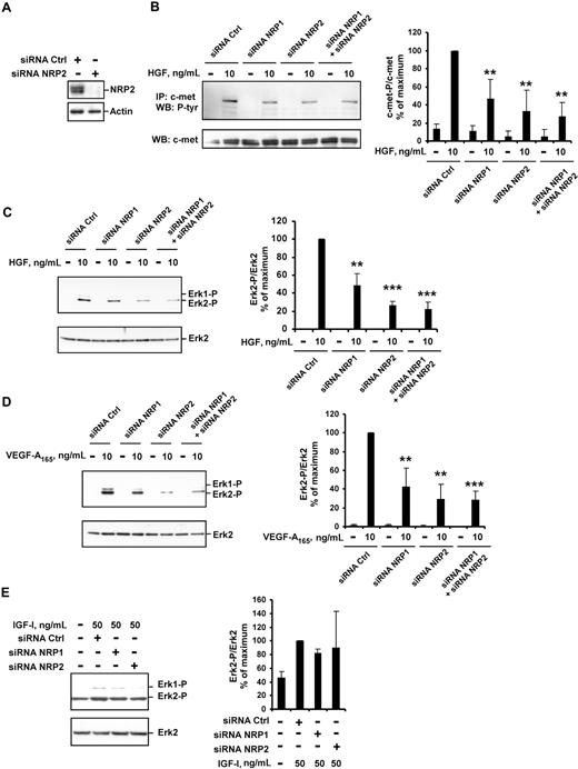 Figure 4. NRP1 and NRP2 double knockdown leads to effective inhibition of VEGF-A165– and HGF-mediated signaling. HUVECs were transfected with 50 nM NRP1 siRNA-C, NRP2 siRNA, or both, or with a control siRNA-C, deprived of serum, and incubated with or without 10 ng/mL of HGF, 10 ng/mL of VEGF-A165, or 50 ng/mL of IGF-I for 10 minutes. (A) NRP2 protein level was evaluated by Western blotting. (B) c-met was immunoprecipitated from cell lysates and subjected to Western blotting with an antiphosphotyrosine or anti–c-met antibody (left). The phosphoprotein content was estimated by scanning densitometry analysis and normalized according to total c-met levels (right). (C-E) Cell lysates were analyzed by Western blotting with anti–phospho-ERK1/2 and anti–total ERK2 antibody (left). Bands were quantified by scanning densitometry, and results were normalized according to total ERK2 content (right). Data are expressed as percentages of the maximal phosphorylation obtained in HUVECs transfected with control siRNA. Values are means plus or minus SD of 3 independent experiments. **P < .01; ***P < .001 (Student t test).