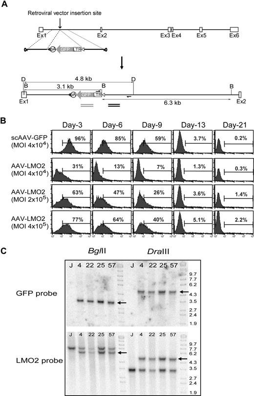 Figure 1. Insertion of a retroviral LTR expression cassette into the first intron of LMO2. (A) The AAV-LMO2 vector consists of a single retroviral LTR-GFP cassette and 1.4 kb of upstream and 1.4 kb of downstream intron sequences. The LTR-GFP cassette was flanked by loxP (▵) and loxP511 (▴) sites, and the entire assembly was cloned between AAV-ITRs. The restriction enzyme sites (D, DraIII; B, BglII) and the expected band sizes on cassette integration along with probes used in Southern blot hybridization are indicated. (B) Jurkat cells were transduced with scAAV-GFP or AAV-LMO2 at the indicated MOI, and GFP expression was periodically monitored by FACS analysis. (C) BglII-digested DNA (left) or DraIII-digested DNA (right) was probed with GFP (top) or LMO2 (bottom) intron sequences in a Southern blot analysis.